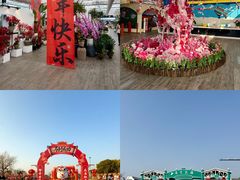 -荷兰花海