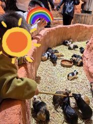 -Zoolung Zoolung动物主题公园(海信广场店)