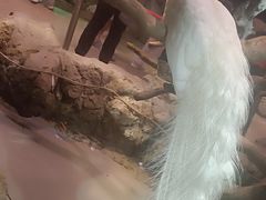 -正佳雨林生态植物园