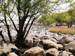-上海吴淞炮台湾国家湿地公园