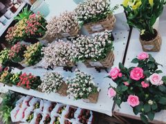 -秦美花卉(天朗·莱茵小城2期店)