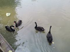 -溱湖国家湿地公园