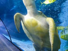 -太平洋海底世界