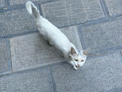 -罔极寺