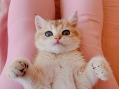 -糯米喵星人总部直营旗舰店·猫舍·幼猫出售