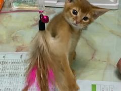 -百信宠物医院(东升街店)