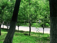 -长白岛森林公园