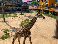 -西霞口神雕山野生动物世界