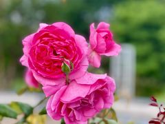 -奉浦四季生态园