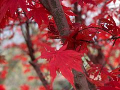-崂山九水游览区