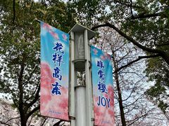 -高东镇樱花园