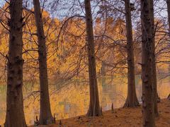 -上海海湾国家森林公园