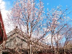 -北京市府学胡同小学