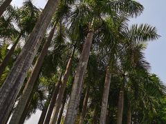 -深圳国际园林花卉博览园