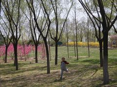 -大兴滨河森林公园