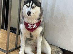 -Husky Go! 哈士奇体验馆·宠物咖啡厅狗咖