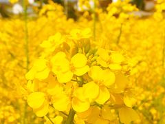 -桤木河湿地公园