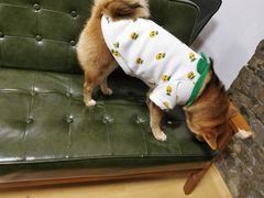 -猫色咖啡·猫咖