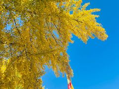 -三里屯东五街银杏大道