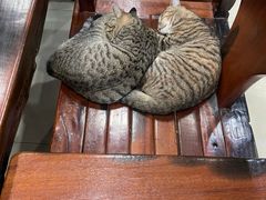 -夏家大锅台炖鱼馆