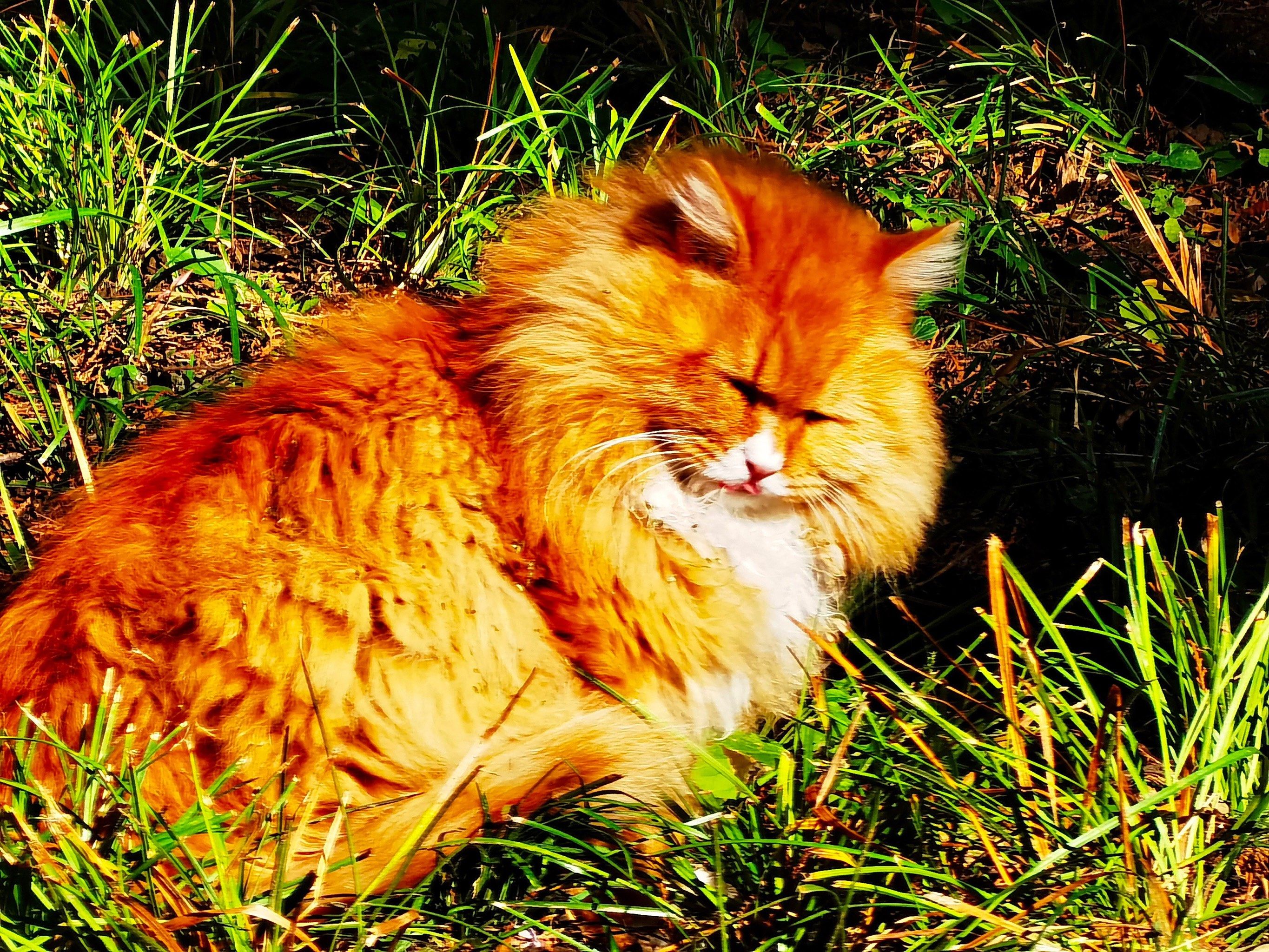 两只睡懒觉的猫