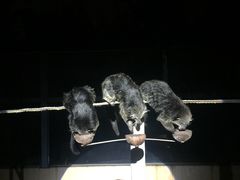 -清迈夜间动物园