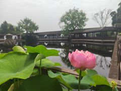 -无锡蠡湖国家湿地公园-蠡园