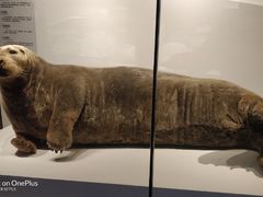 -贝林大翅鲸简餐厅(国家海洋博物馆店)