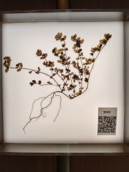 -阅年轻·AI家庭健康体质调理