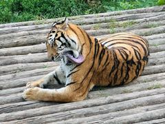 -大连森林动物园