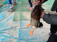 -小鱼草莓采摘园农家乐·小鱼餐厅