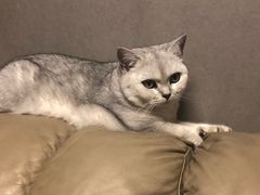 -佳怡动物医院·平价24小时·猫专科骨外科