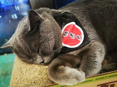 -猫在这儿猫咪咖啡馆·撸猫馆