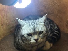 -猫猫幼稚园·撸猫·桌游·电玩