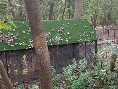 -合肥滨湖国家森林公园