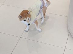 -怪兽屋·羊驼·猫咖·狗咖(俊华广场店)