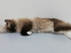 -糯米喵星人·撸猫猫舍咖啡馆(西市场嘉华店)