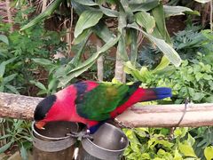 -南宫五洲植物乐园