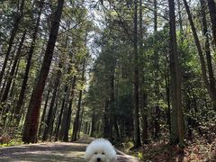 -武陵山森林公园