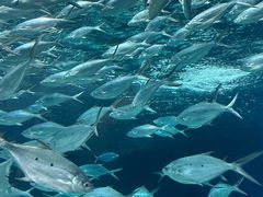 -上海海洋水族馆