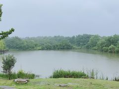 -大塘金香草谷