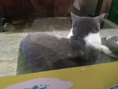 -猫咪博物馆(顶澳仔猫街店)