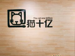-猫十亿·布偶金渐层·曼基康矮脚猫舍(青年路店)