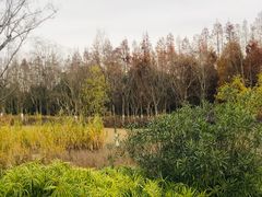 -上海长兴岛郊野公园