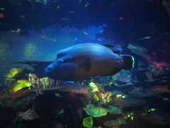 -迪拜帆船酒店海底餐厅