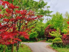 -东平国家森林公园