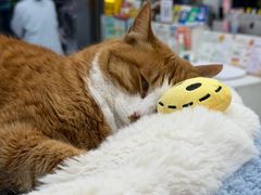 -四月宠物医院·猫专科·心脏专科·内科(转塘店)