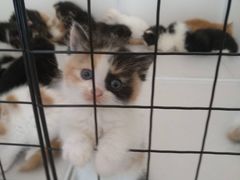 -平行世界·猫咖(首经贸店)