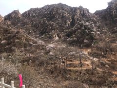 -大岭沟猕猴桃谷风景区