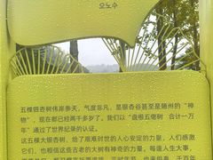 -千年银杏谷文化旅游区